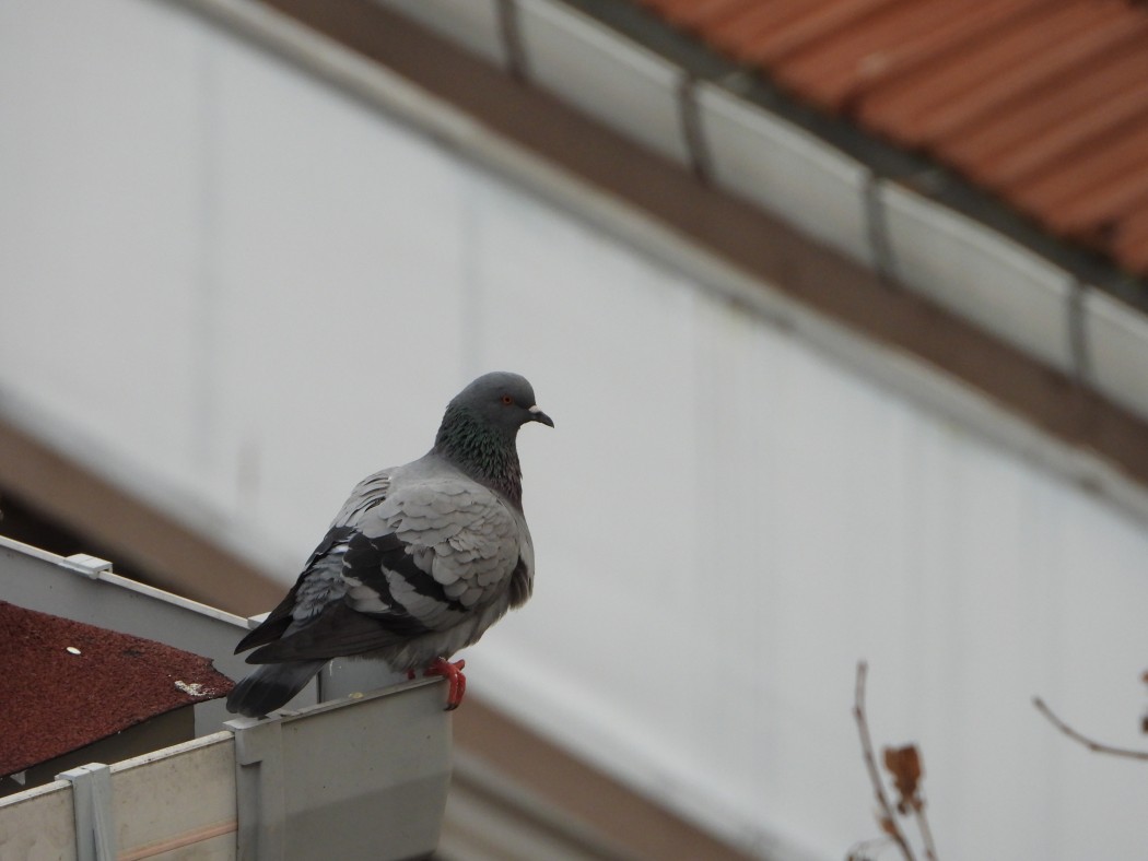 Rock Dove