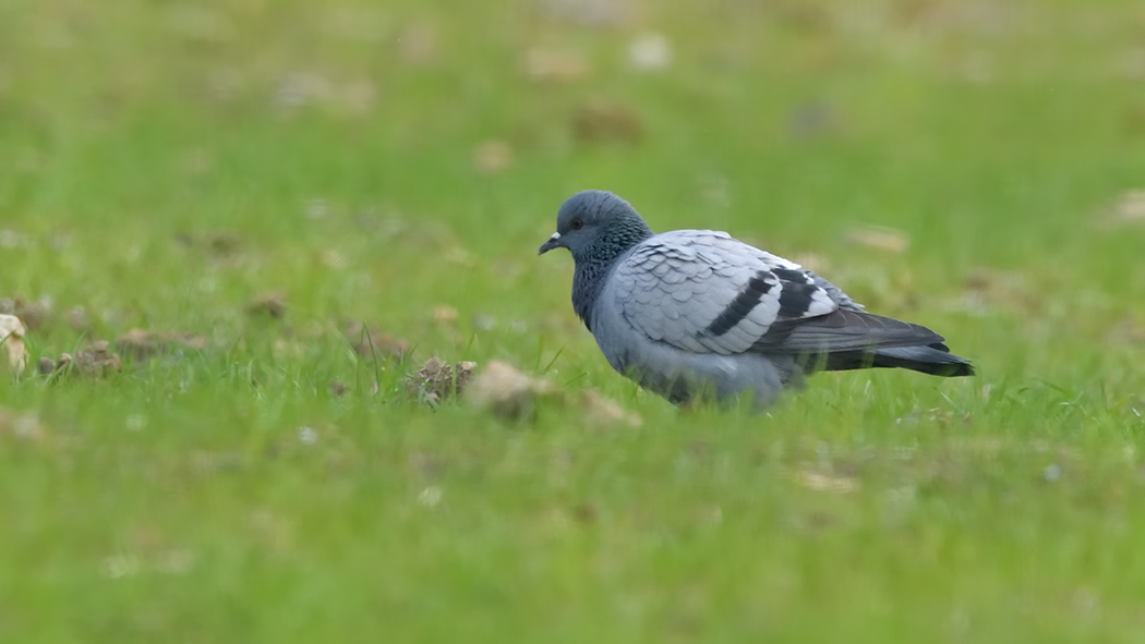 Rock Dove