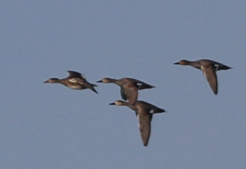 Gadwall