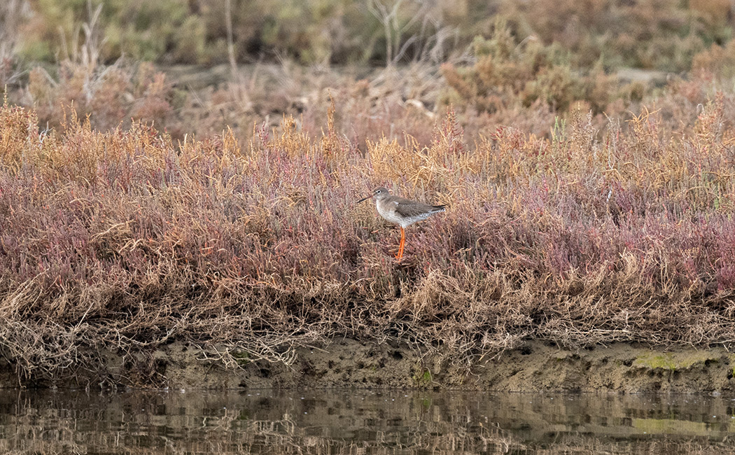 Spotted Redshank