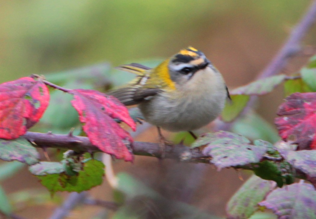 Common Firecrest