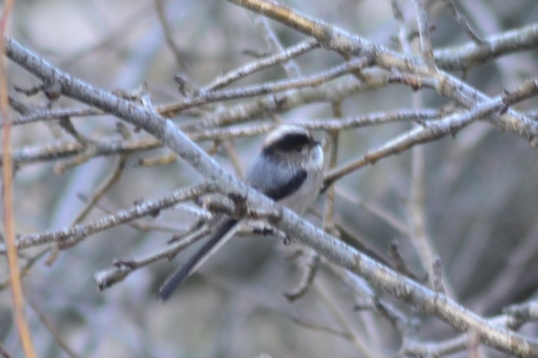 Long-tailed Tit