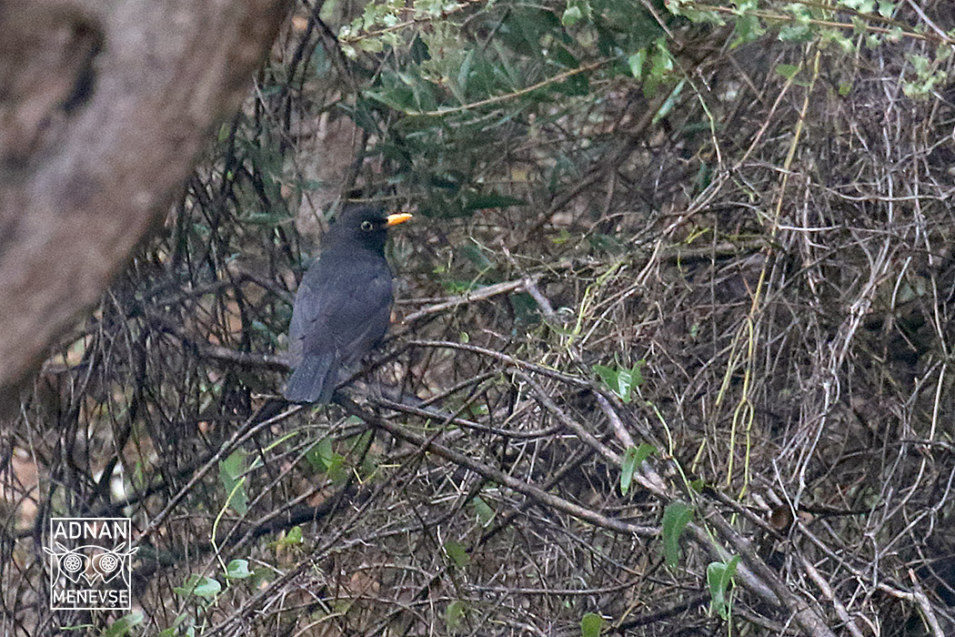 Common Blackbird