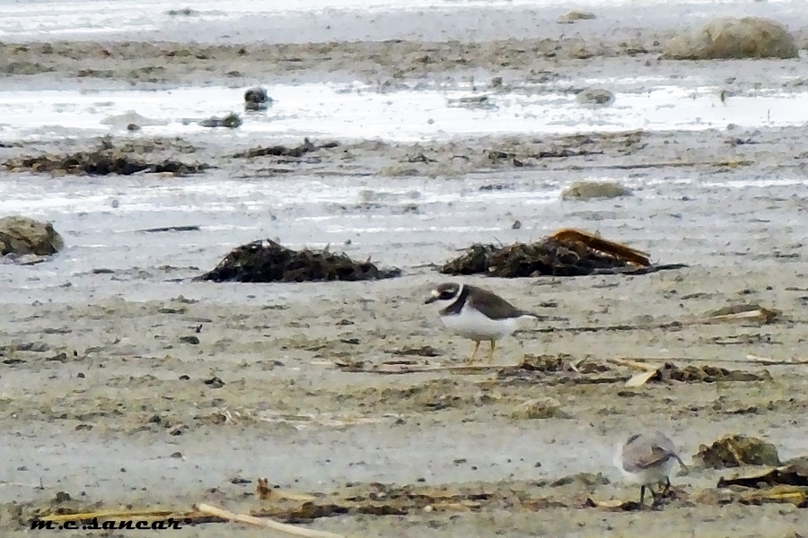 Common Ringed Plover