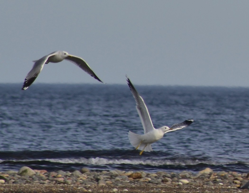 Common Gull