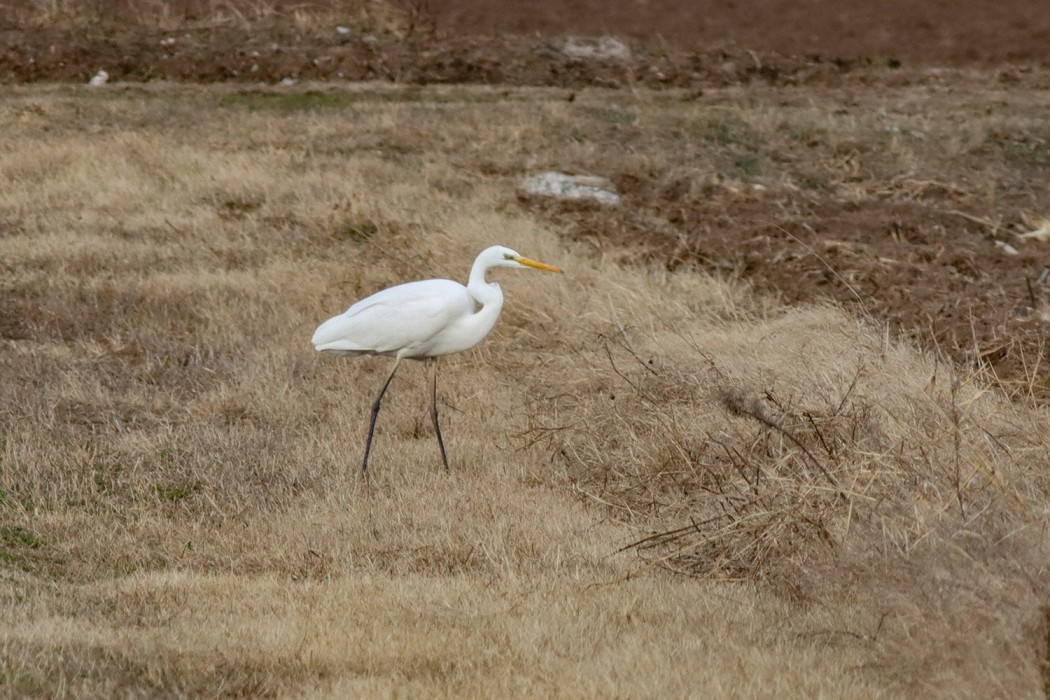 Great Egret