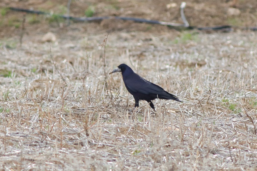 Rook