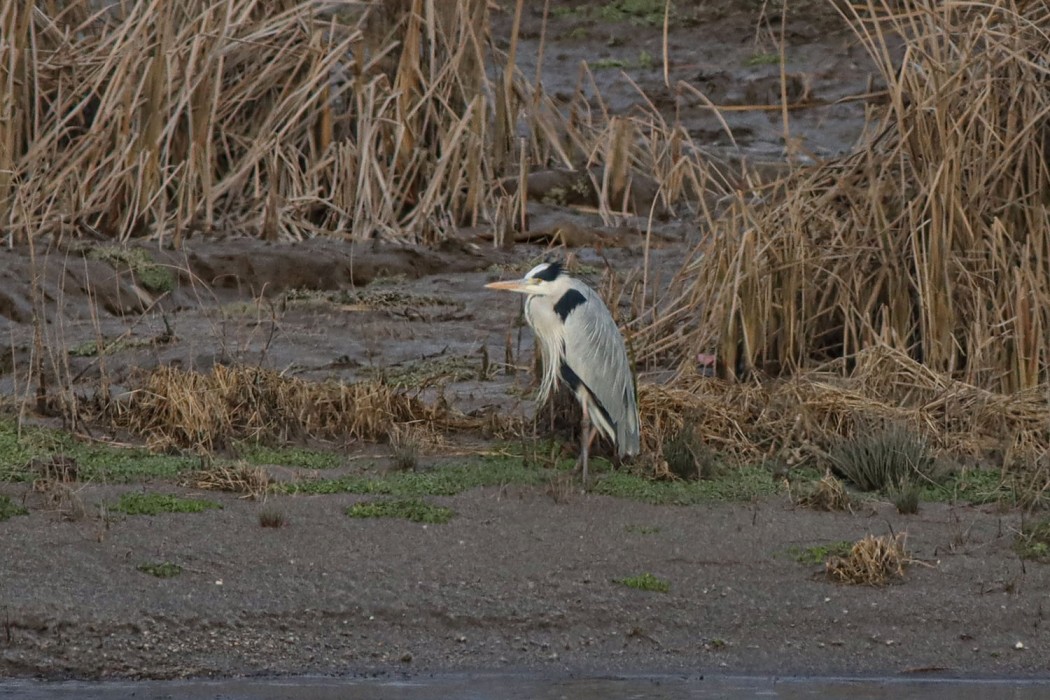 Grey Heron
