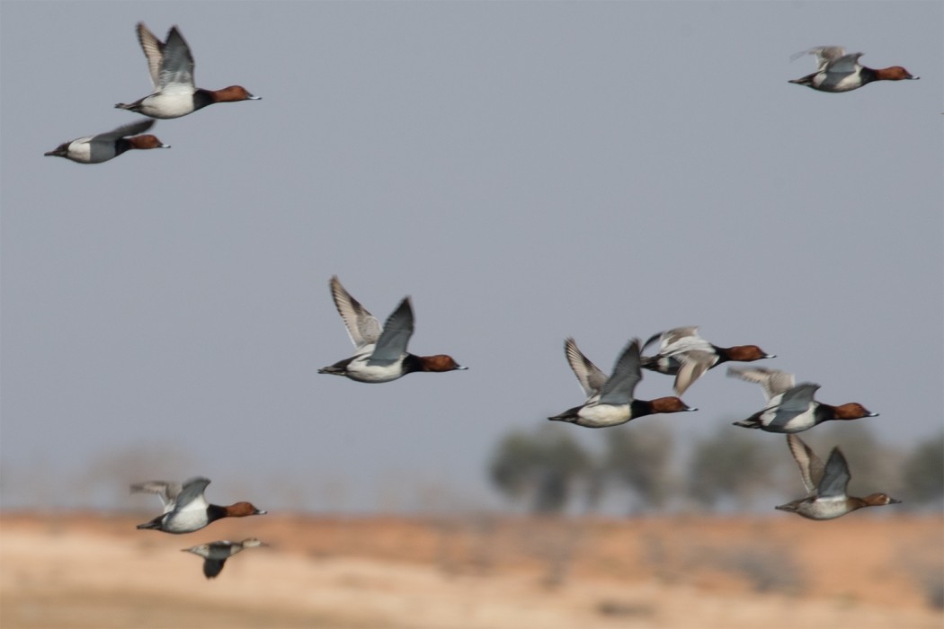 Common Pochard
