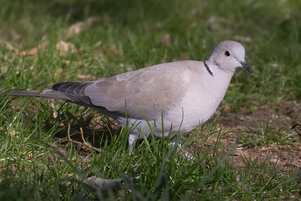 Eurasian Collared Dove