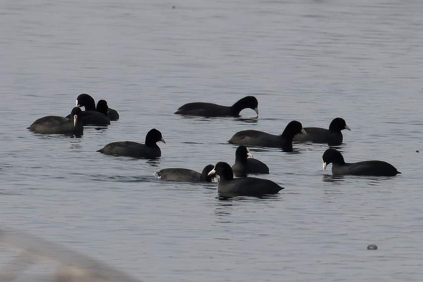 Eurasian Coot