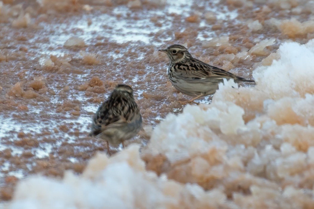 Woodlark