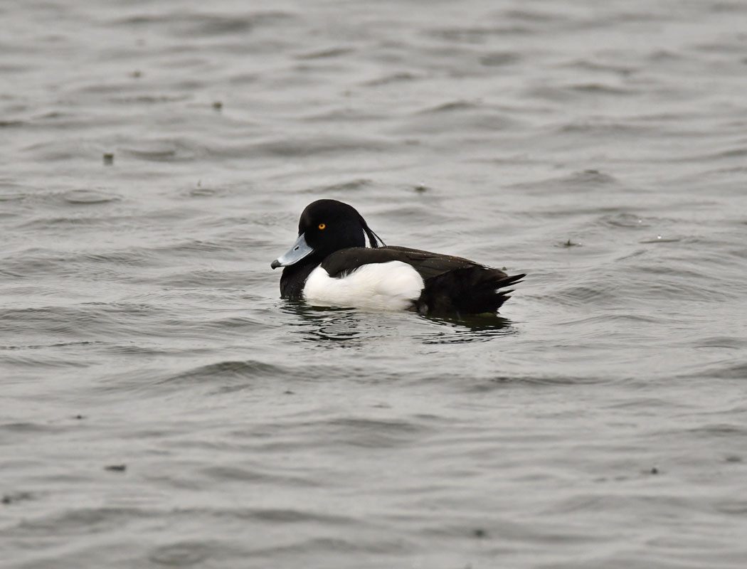 Tufted Duck
