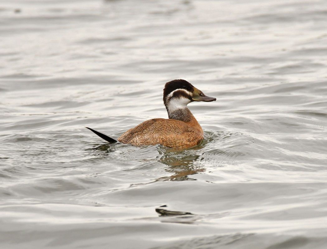 White-headed Duck