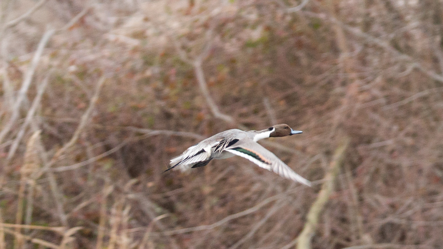 Northern Pintail