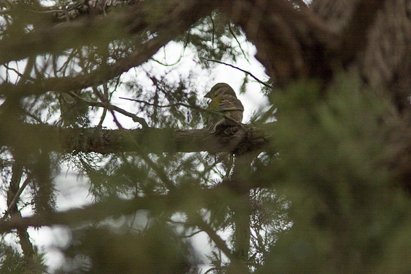 European Greenfinch