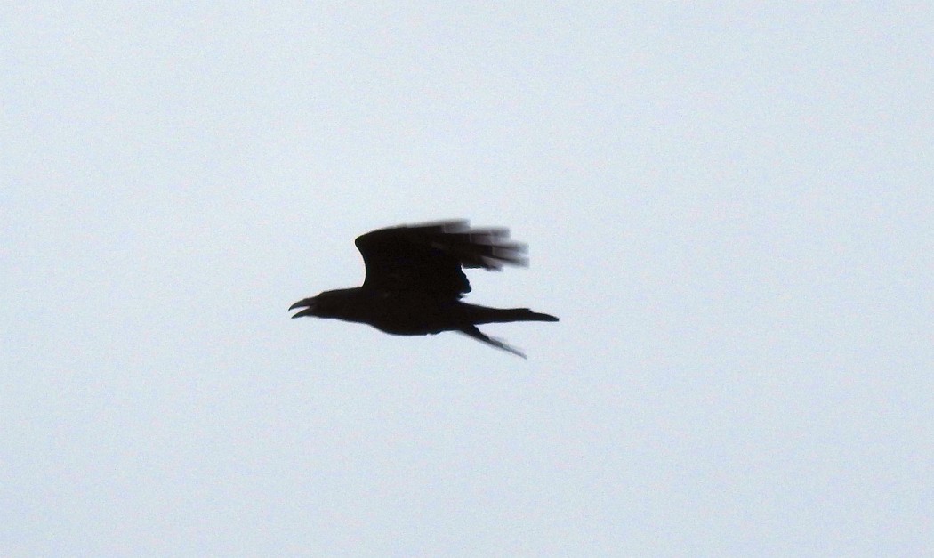 Northern Raven
