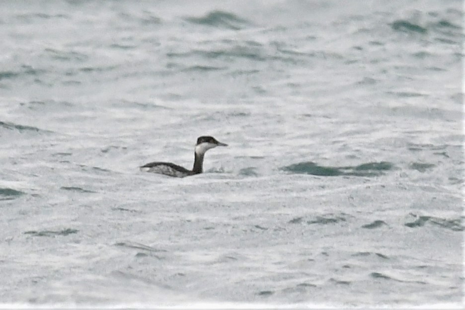Horned Grebe