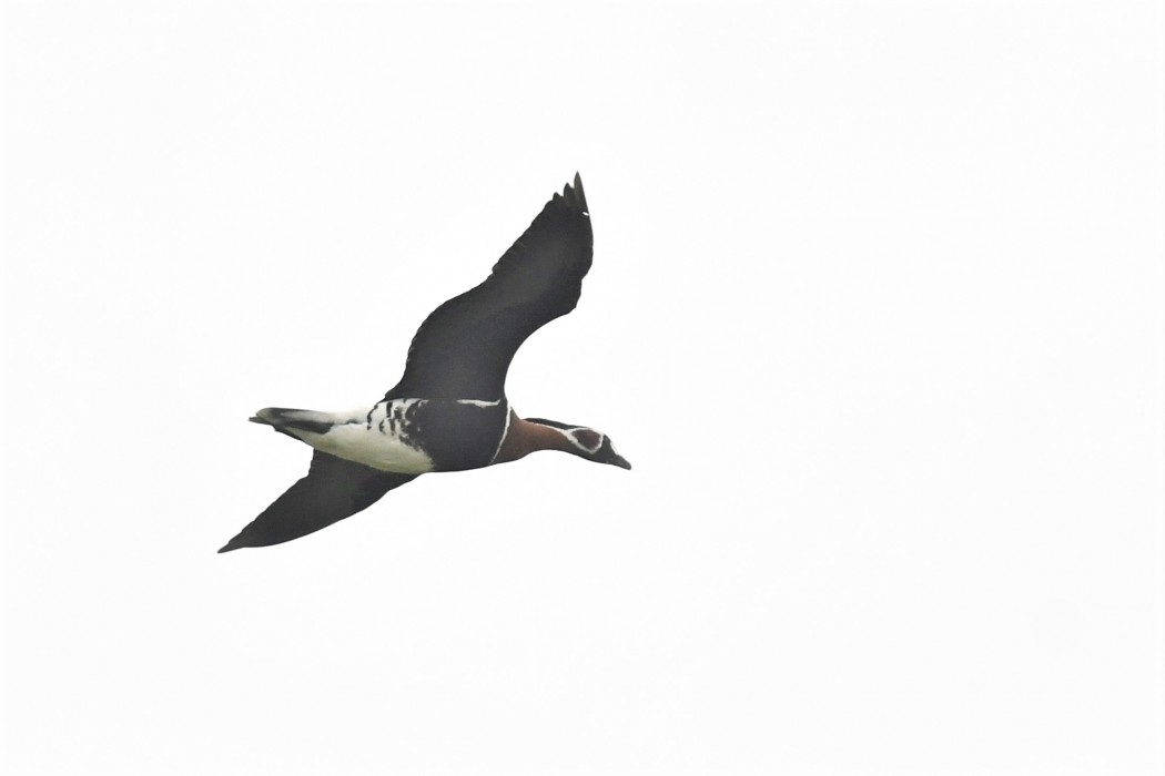 Red-breasted Goose