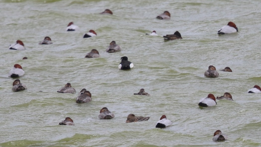 Tufted Duck