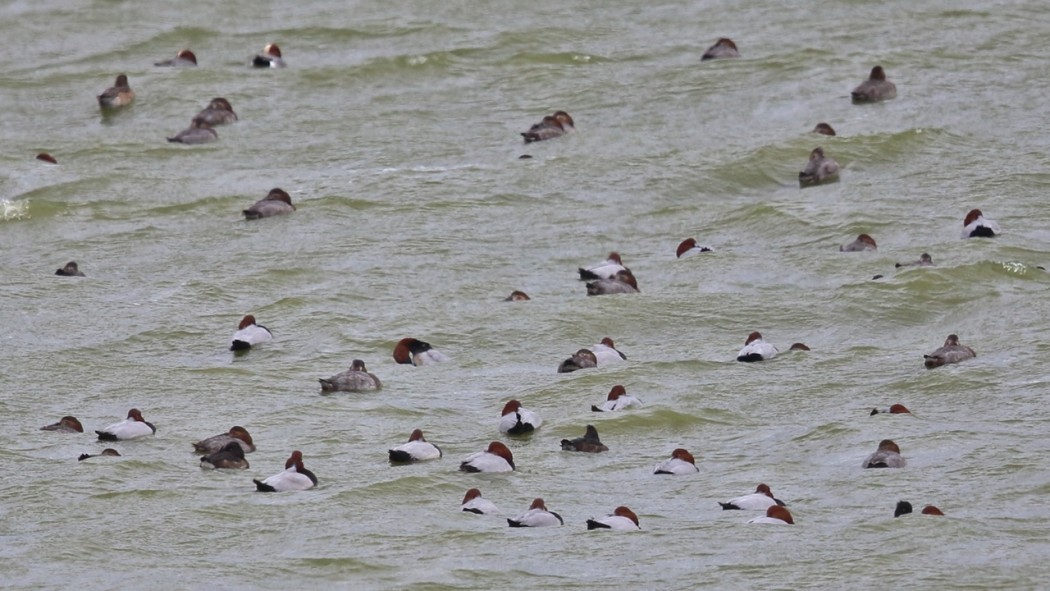 Common Pochard