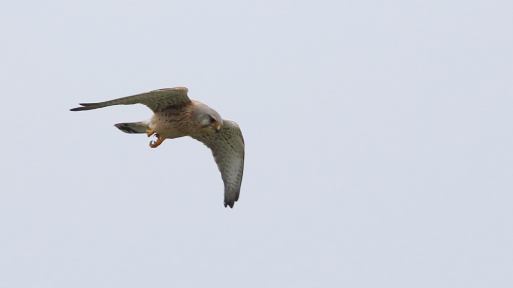 Common Kestrel
