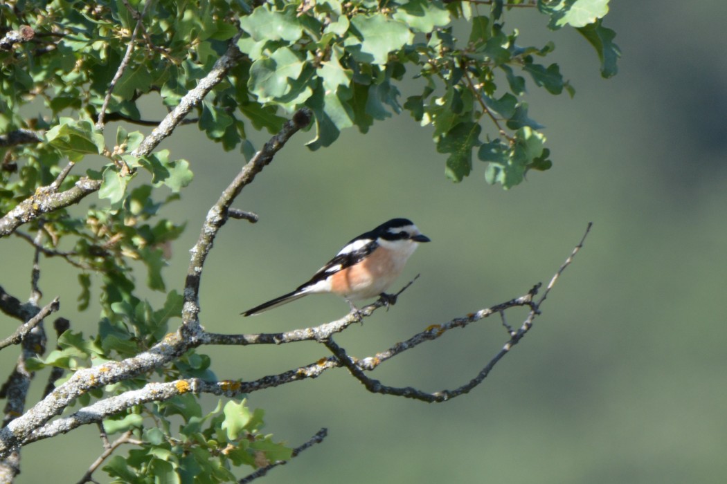 Masked Shrike