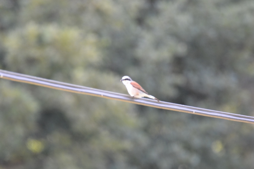 Red-backed Shrike