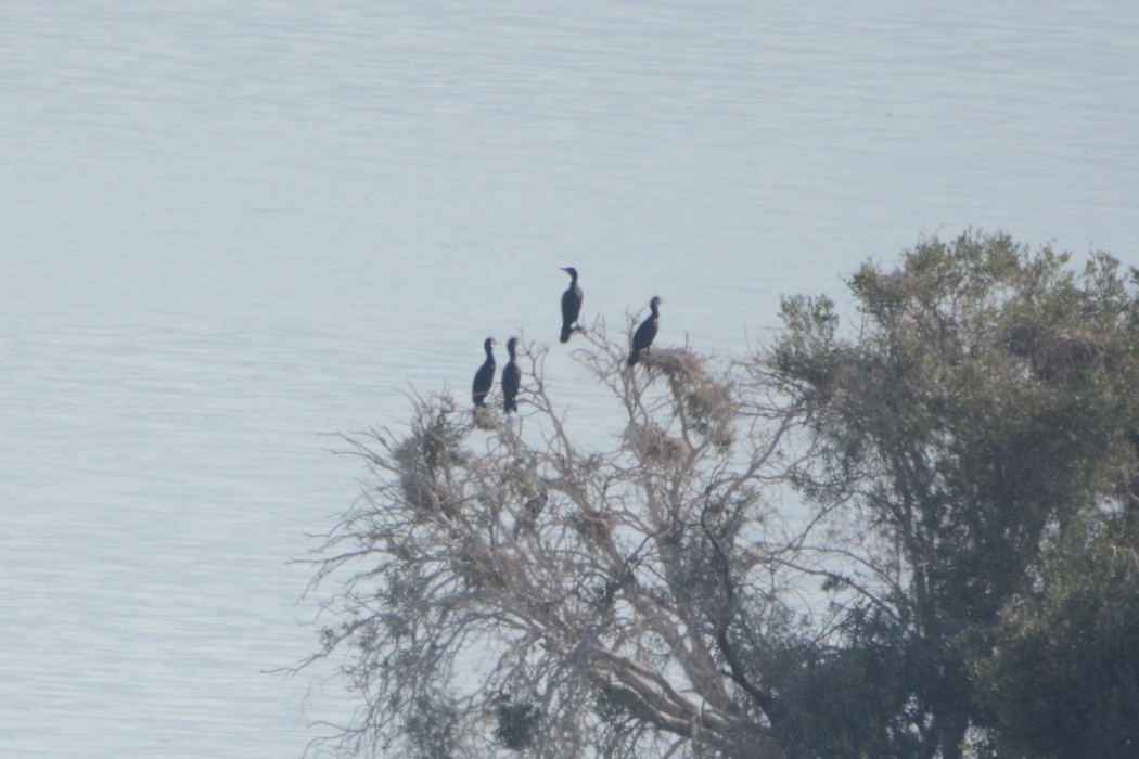 Great Cormorant