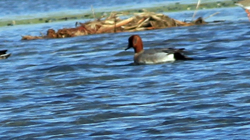 Eurasian Wigeon