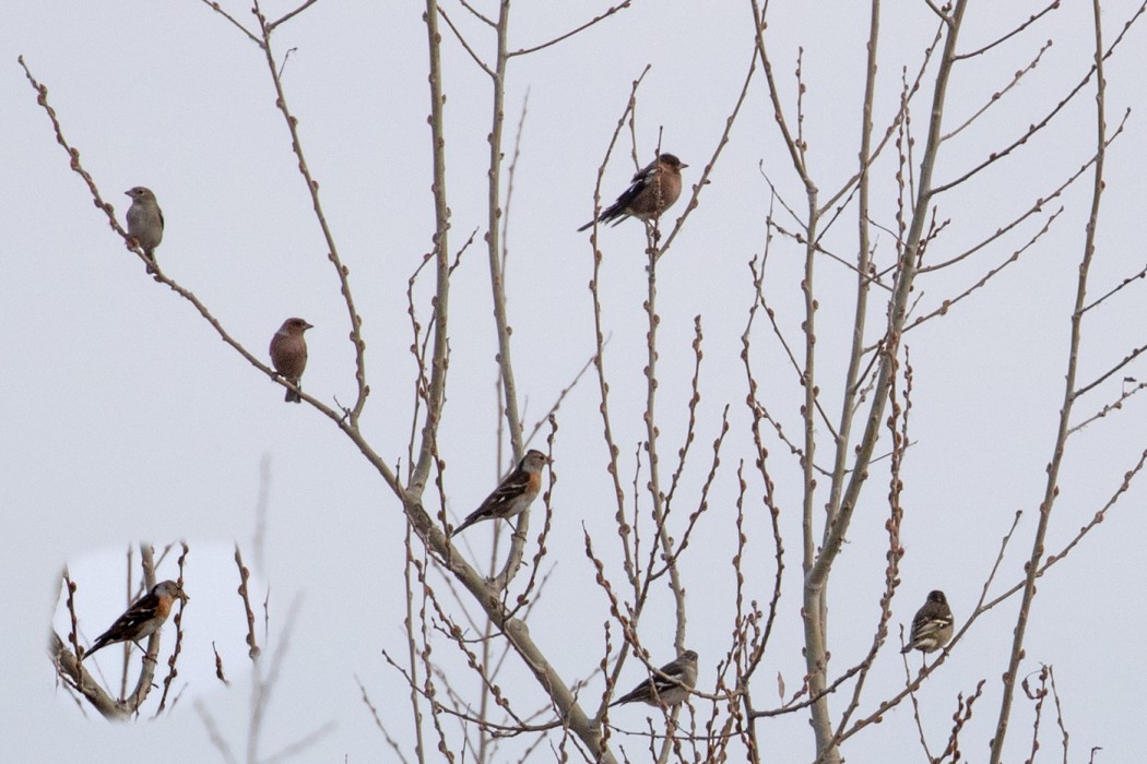 Brambling