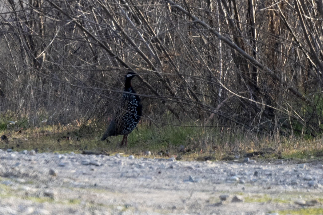 Black Francolin