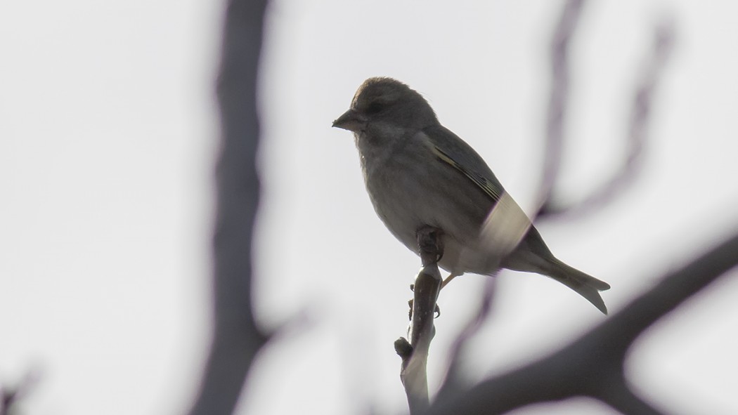 European Greenfinch