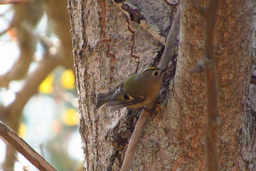 Goldcrest