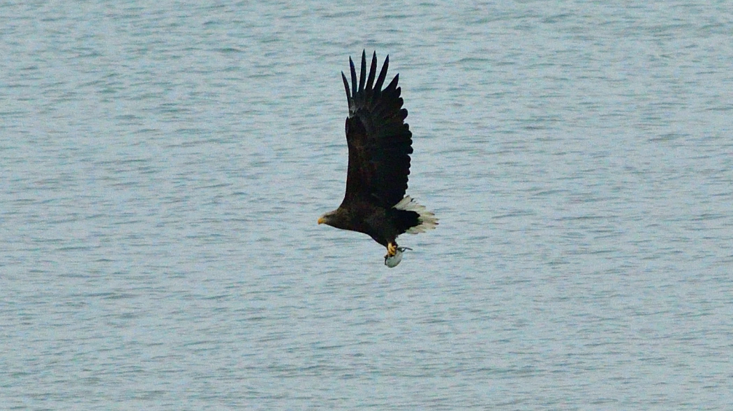 Akkuyruklu Kartal