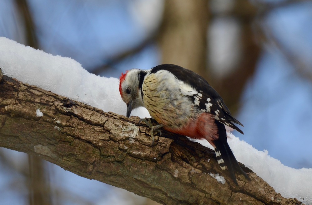 Middle Spotted Woodpecker