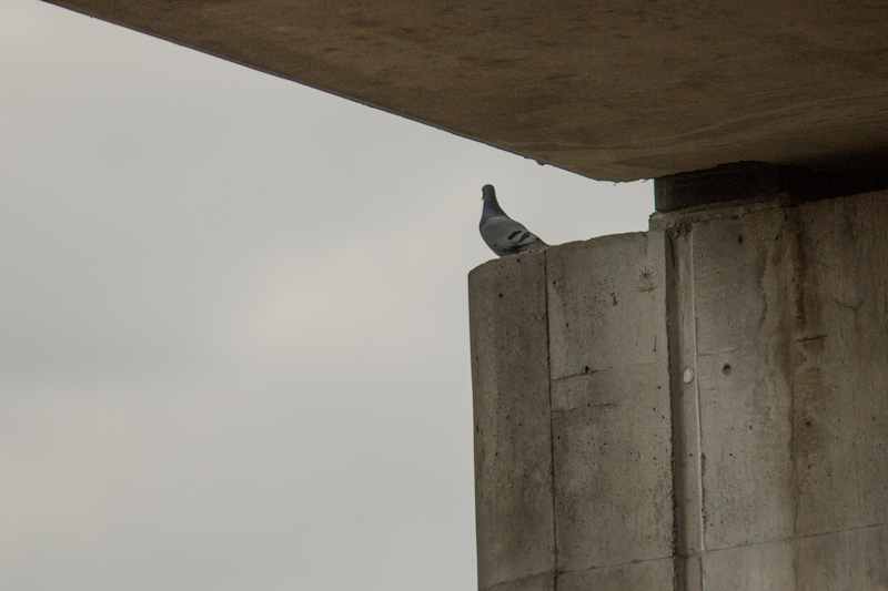 Rock Dove