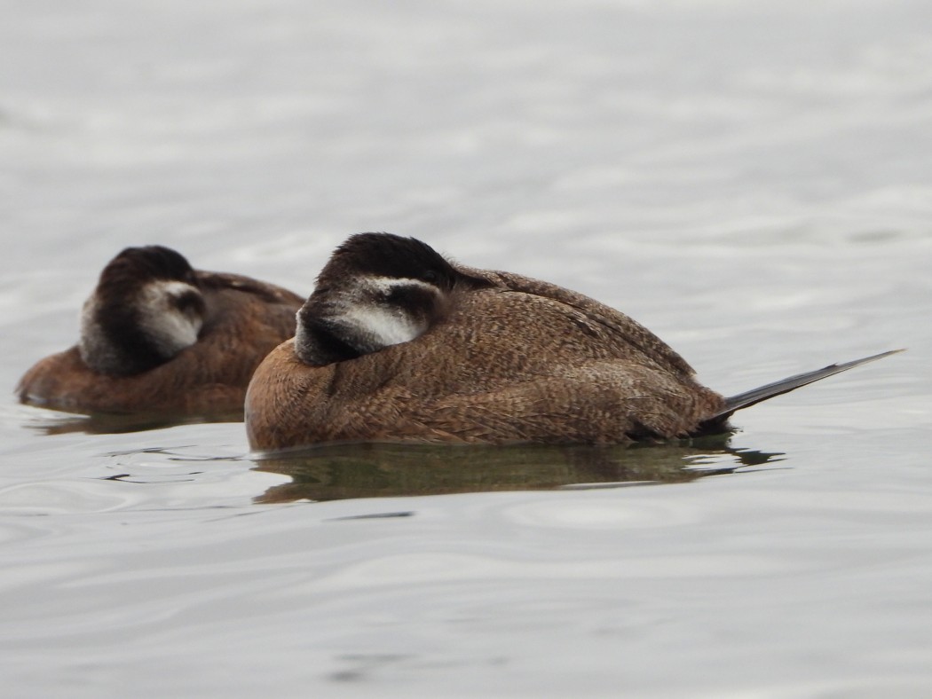 White-headed Duck