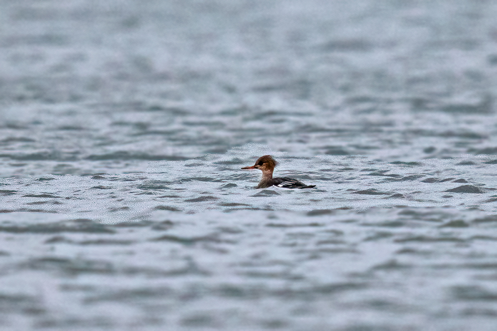Red-breasted Merganser