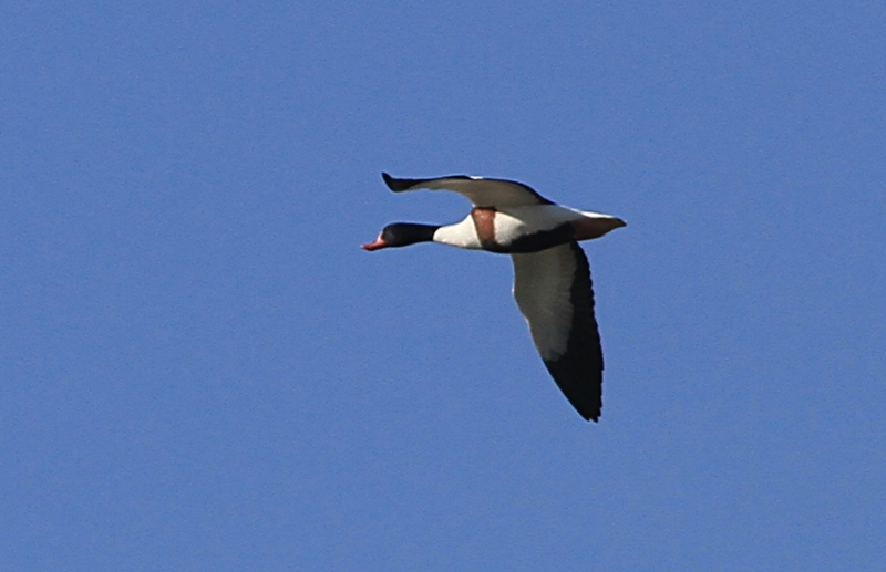 Common Shelduck