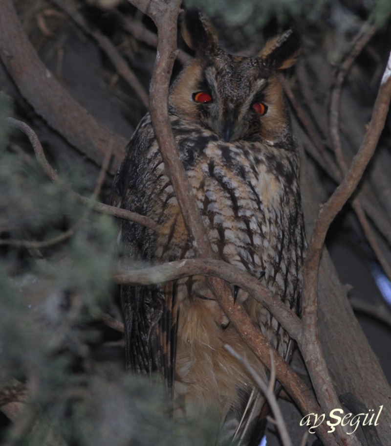 Long-eared Owl
