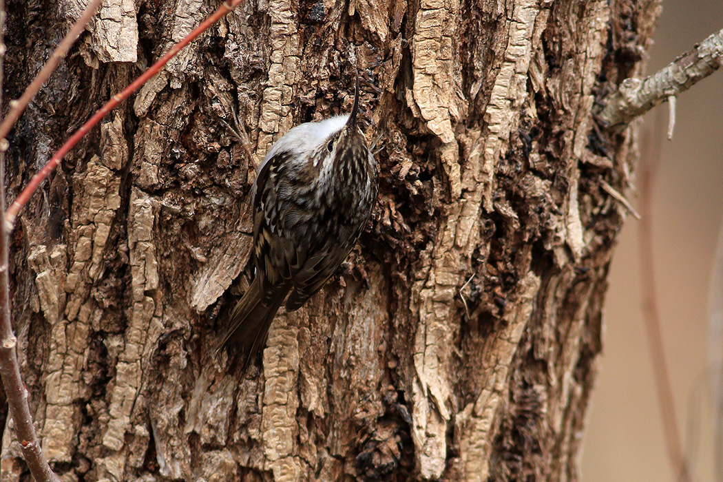 Short-toed Treecreeper