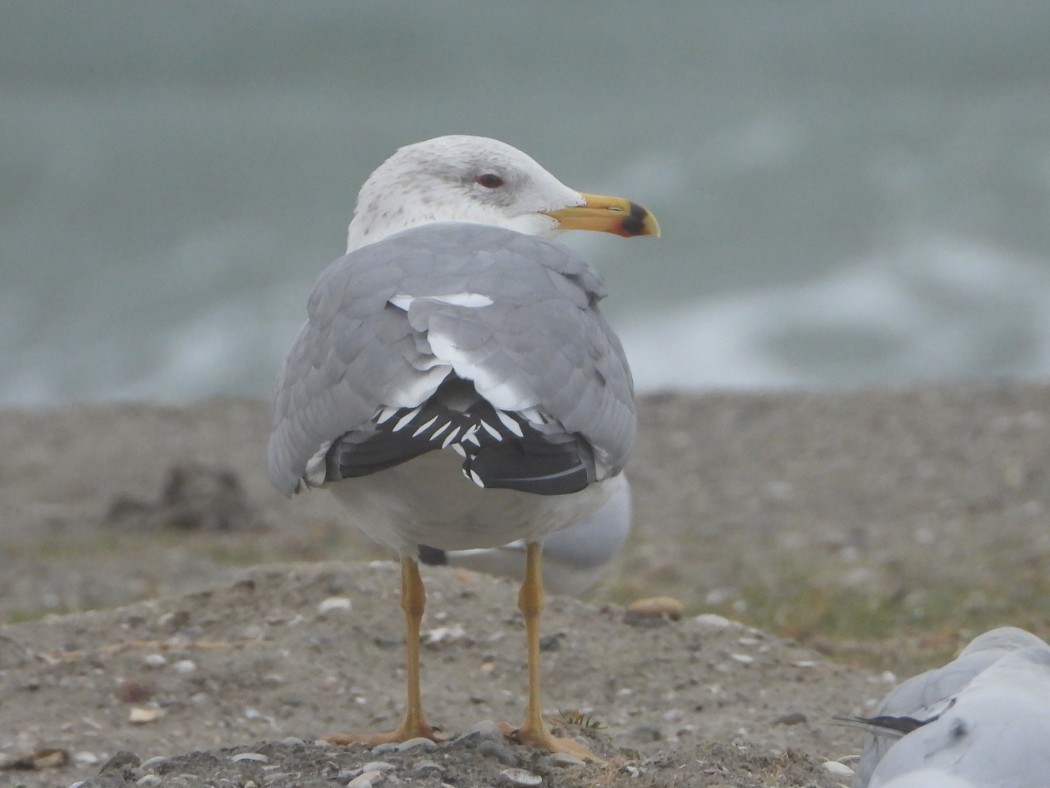 Armenian Gull