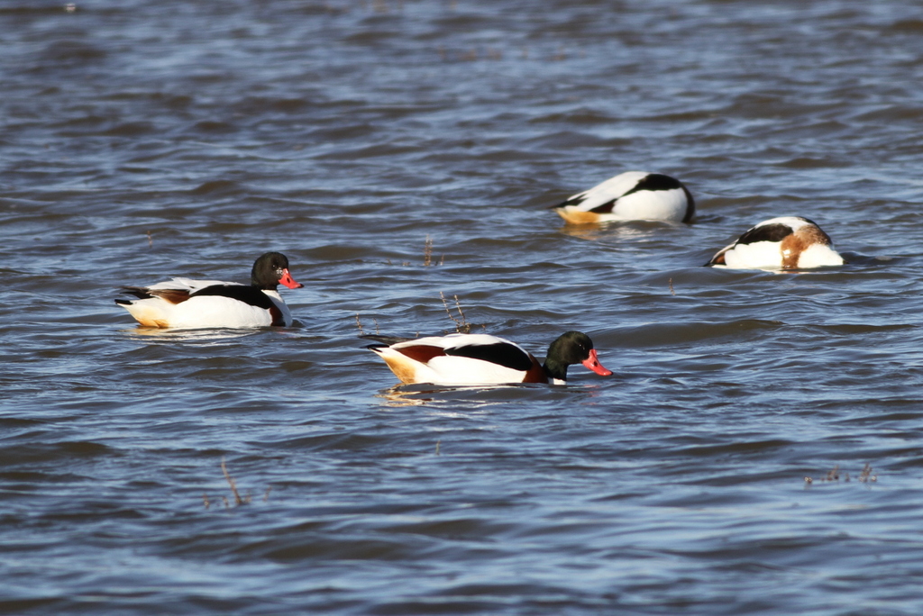 Common Shelduck