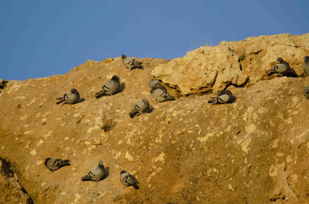 Rock Dove