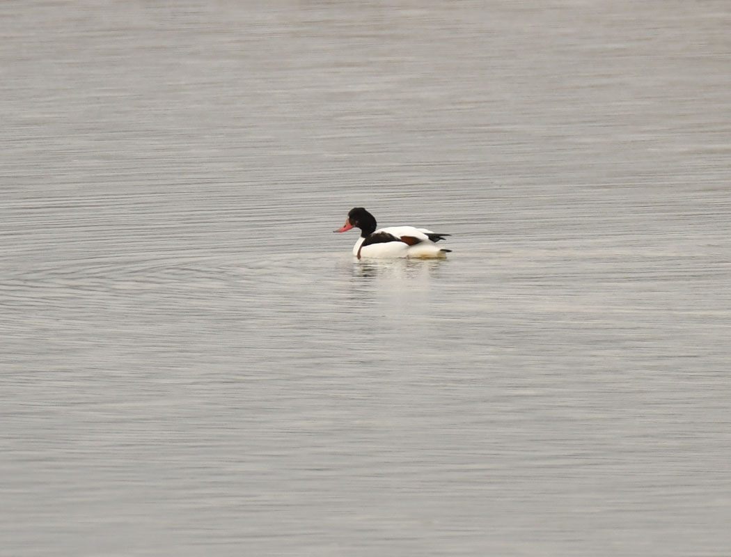 Common Shelduck