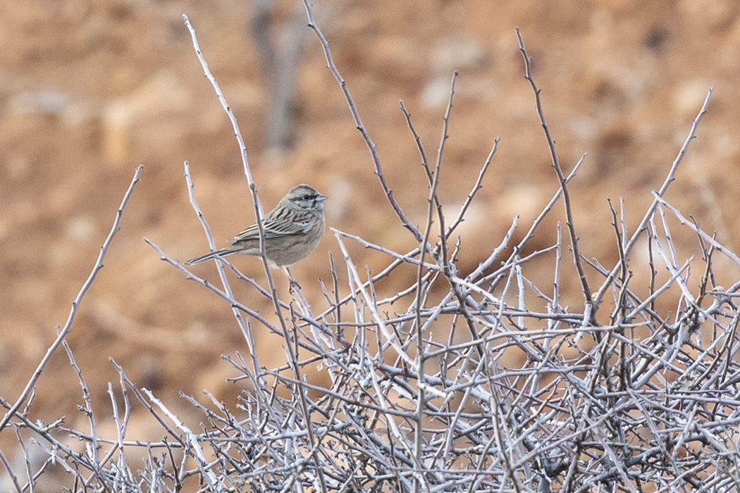 Rock Bunting