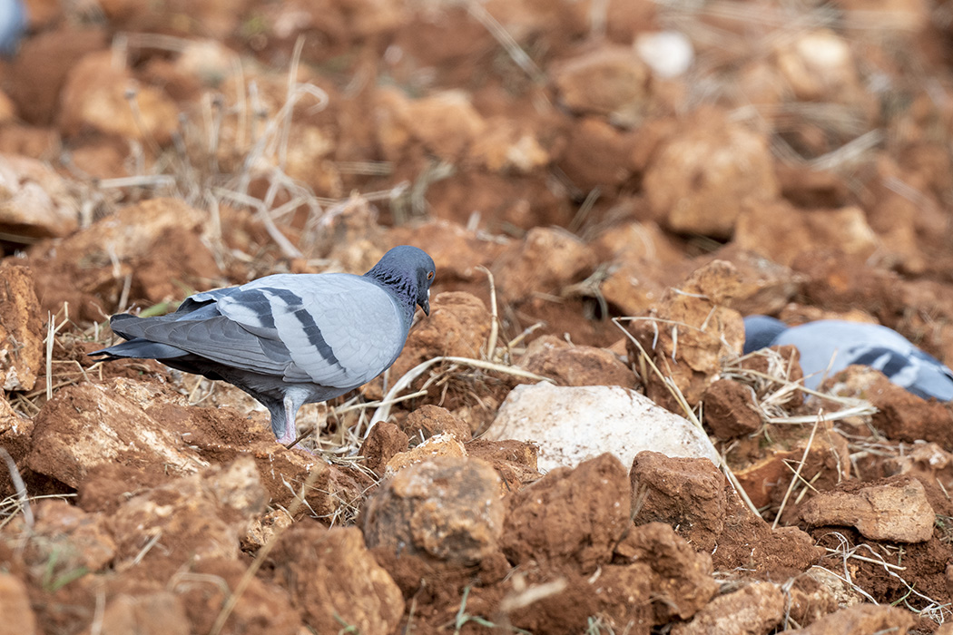 Rock Dove