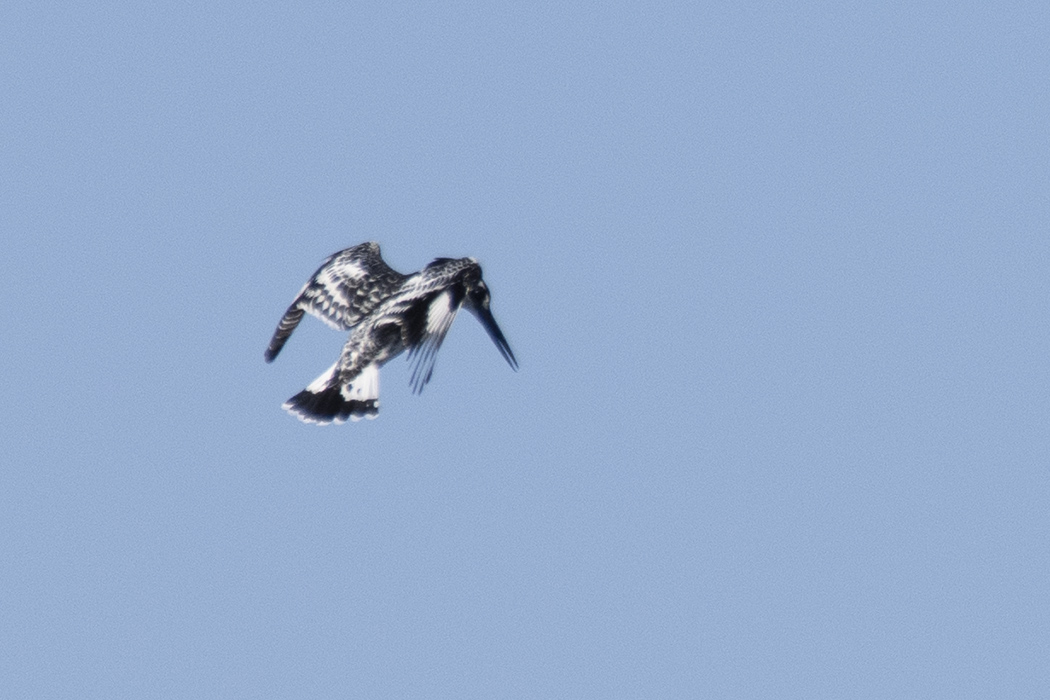 Pied Kingfisher