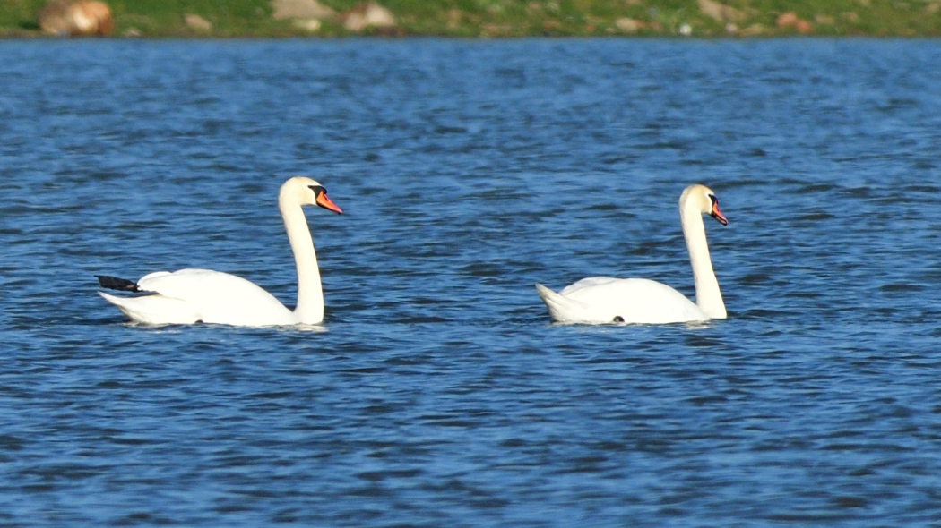 Mute Swan